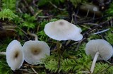 Clitocybula abundans image