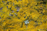 Xanthoria weberi image
