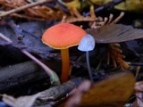 Hygrocybe miniata image