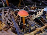 Hygrocybe miniata image