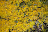 Xanthoria weberi image
