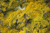 Xanthoria weberi image