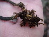 Tolypocladium ophioglossoides image