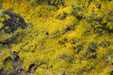 Xanthoria weberi image