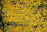 Xanthoria weberi image