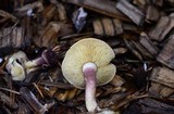Tricholomopsis rutilans image