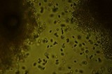 Rhizopogon ochraceorubens image