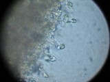 Strobilurus albipilatus image