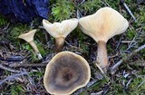 Ampulloclitocybe clavipes image