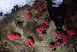 Peniophora rufa image
