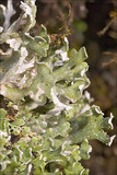 Cladonia foliacea image