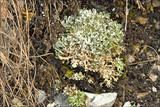 Cladonia foliacea image