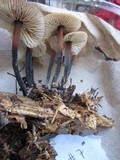 Gymnopus brassicolens var. brassicolens image