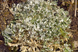 Cladonia foliacea image