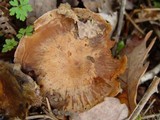 Hebeloma theobrominum image