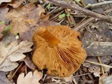 Hebeloma theobrominum image