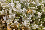 Cladonia foliacea image