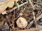 Hebeloma theobrominum image