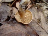 Hebeloma theobrominum image