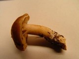 Hebeloma theobrominum image
