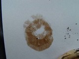 Hebeloma theobrominum image