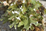 Cladonia foliacea image