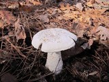 Amanita polypyramis image