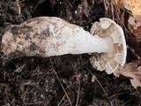 Amanita polypyramis image