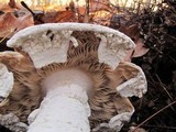 Amanita polypyramis image