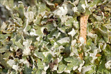 Cladonia foliacea image