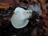 Hygrophorus roseobrunneus image