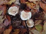 Hygrophorus roseobrunneus image