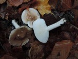 Hygrophorus roseobrunneus image