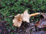 Cantharellus ignicolor image