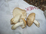 Calocybe gambosa image