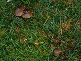 Psilocybe baeocystis image