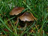 Psilocybe baeocystis image