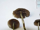 Psilocybe baeocystis image