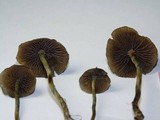 Psilocybe baeocystis image