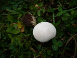 Calvatia cretacea image