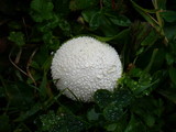 Calvatia cretacea image