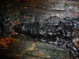Camarops tubulina image
