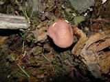 Tricholomopsis rutilans image