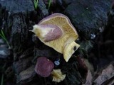 Tricholomopsis rutilans image