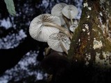Mycena galericulata image