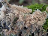 Merulius tremellosus image