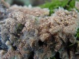 Merulius tremellosus image