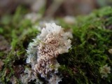 Merulius tremellosus image