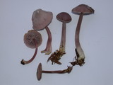Mycena pura image