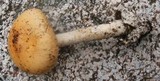 Amanita subnudipes image